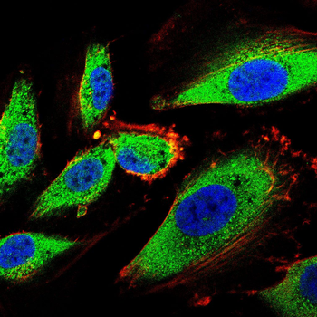 FCER2 Antibody