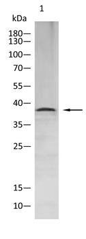 FCER2 Antibody