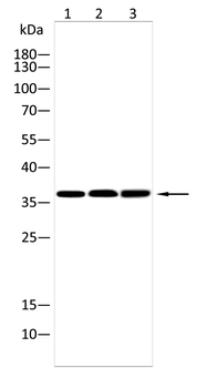 FCER2 Antibody
