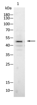 STK11 Antibody