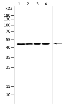 STK11 Antibody