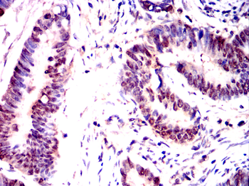 FOXD3 Antibody