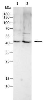 PSIP1 Antibody