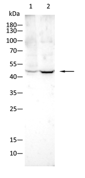 PAX4 Antibody