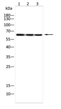 NR3C1 Antibody