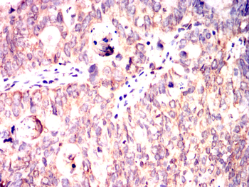 ATF2 Antibody