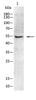 ATF2 Antibody