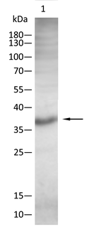 MAP2K6 Antibody