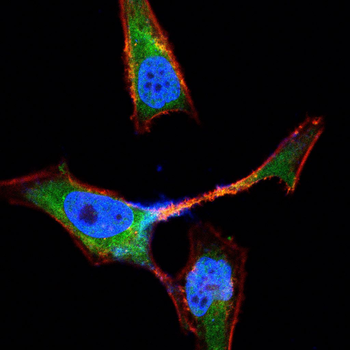 CRTC3 Antibody