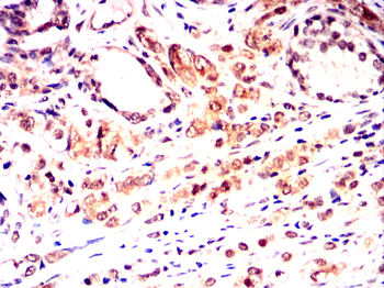 CRTC3 Antibody