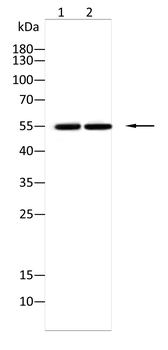 CRTC3 Antibody