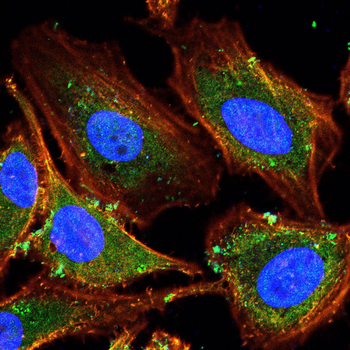 KLRD1 Antibody