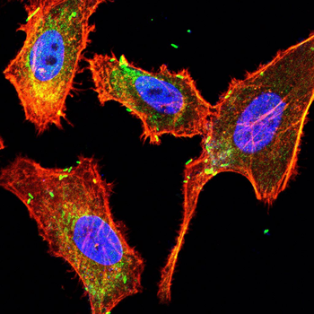 MAPK6 Antibody