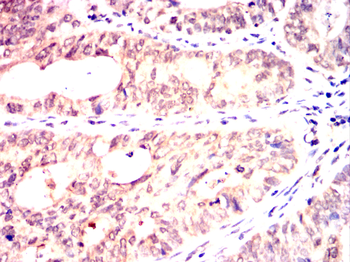 MAPK6 Antibody
