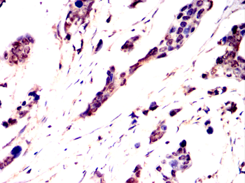 MAPK6 Antibody