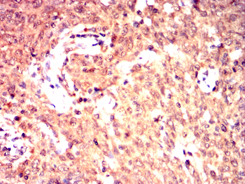 MAPK6 Antibody
