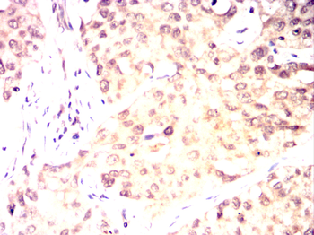 MAPK6 Antibody