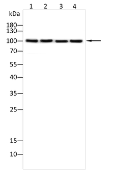 MAPK6 Antibody