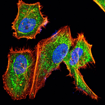 RBP4 Antibody