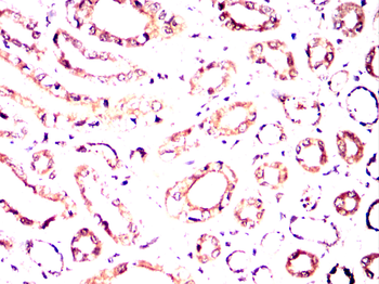 RBP4 Antibody
