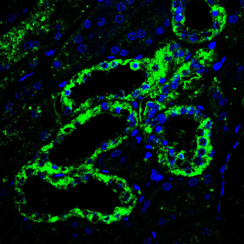 RBP4 Antibody