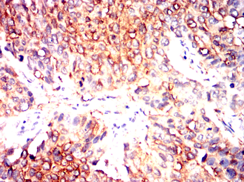 RBP4 Antibody