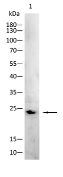 RBP4 Antibody