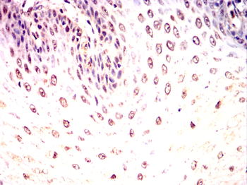 MSX1 Antibody