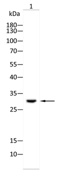 MSX1 Antibody