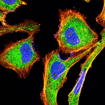 BID Antibody