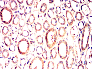 BID Antibody