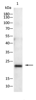 BID Antibody