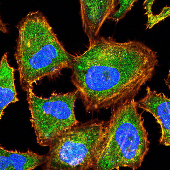 GRK2 Antibody