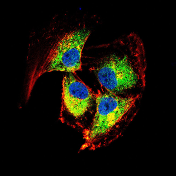CRIPTO Antibody