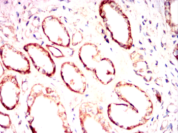 CRIPTO Antibody