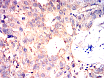 CRIPTO Antibody