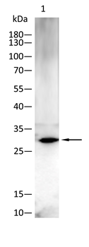 CRIPTO Antibody