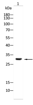 CRIPTO Antibody