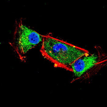 PODXL Antibody