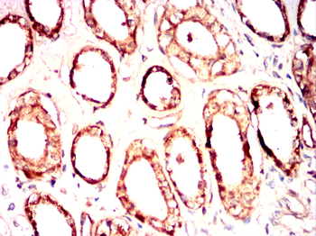 PODXL Antibody