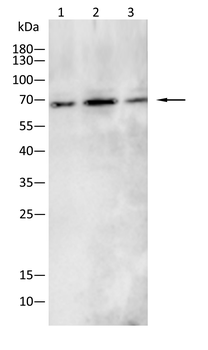 PODXL Antibody