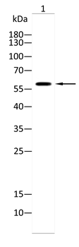 PODXL Antibody