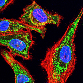 Epha10 Antibody