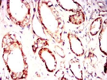 Epha10 Antibody