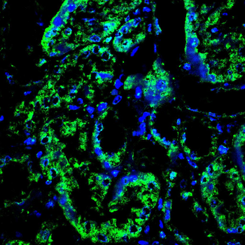 Epha10 Antibody