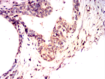 Epha10 Antibody