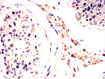 Epha10 Antibody