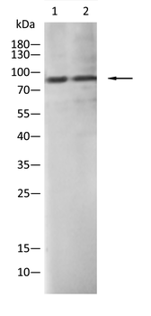 Epha10 Antibody