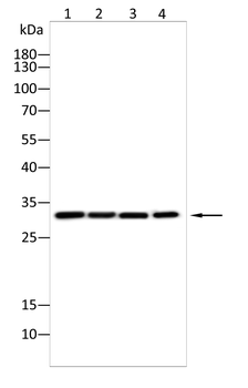 Epha10 Antibody