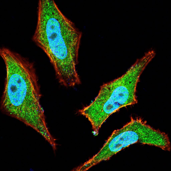 CDK9 Antibody